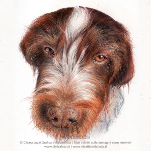 Ritratto di cane - Elly