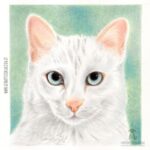 Ritratto di gatto - Yuki