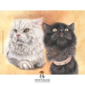 Ritratto di gatti Denali e Nala